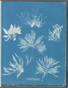 A cyanotype - white impression on a cyan background - of various pieces of seaweed.